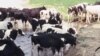 Some farmers allow cows to pollute streams and erode stream banks