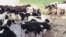 Some farmers allow cows to pollute streams and erode stream banks