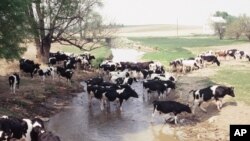 Some farmers allow cows to pollute streams and erode stream banks