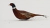 2019年1月23日，冬季，法国，一只野鸡（pheasant）在尼尔尼斯的雪地奔跑。