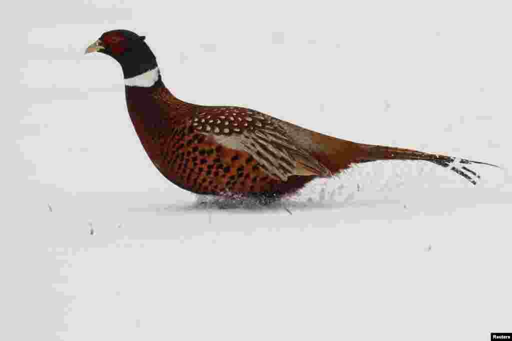 2019年1月23日，冬季，法国，一只野鸡（pheasant）在尼尔尼斯的雪地奔跑。