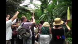 美国家植物园恶臭巨花令游客趋之若鹜