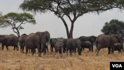 KUndi la tembo likiwa katika mbuga ya wanyaza ya Serengeti, Tanzania.