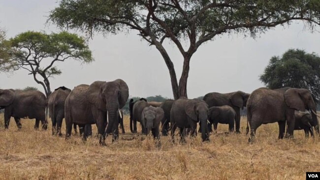 KUndi la tembo likiwa katika mbuga ya wanyaza ya Serengeti, Tanzania.