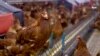 Thumbnail-TVPKG- US Bird Flu Economy