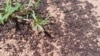 Dead locusts cover the ground after aerial spraying in Ethiopia, May 5, 2020.