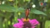 Banteay Srey Butterfly Centre Helps Local Poor Generate Income