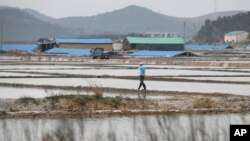 FILE - A man walks through a salt farm on Sinui Island, South Korea, April 3, 2014. A court ruled Sept. 8, 2017, that the South Korean government must pay 37 million won ($33,000) to a man who'd been held as a slave on the salt farm for several years and was stopped from escaping by police. 