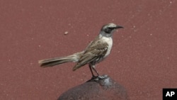 ARCHIVO - Un cucuve en la playa de la Isla Rábida, en las Islas Galápagos, en Ecuador, el 15 enero de 2011.