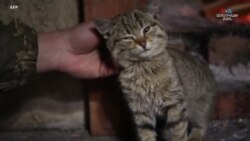 2014 թվականից ի վեր ուկրաինական զորքերի հետ ապրում են տասնյակ շներ և կատուներ մոսկվամետ անջատողականների հետ