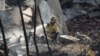 A firefighter sprays water in a burned house following the Palisades Fire at the Pacific Palisades neighborhood in Los Angeles, Jan. 10, 2025.