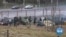 'Ping-Pong Pushbacks': Winter Misery for Migrants Trapped on Poland-Belarus Border