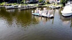 Ecologie: des huîtres pour filtrer l'eau