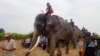 Empat pawang dan gajah mereka memulai operasi pencarian untuk bocah laki-laki Myanmar berusia dua tahun yang hilang, di Suphan Buri, Thailand, 23 Desember 2018. (Suphan Buri City via AP)