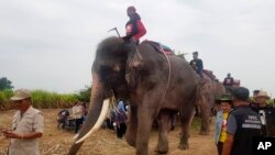 Empat pawang dan gajah mereka memulai operasi pencarian untuk bocah laki-laki Myanmar berusia dua tahun yang hilang, di Suphan Buri, Thailand, 23 Desember 2018. (Suphan Buri City via AP)