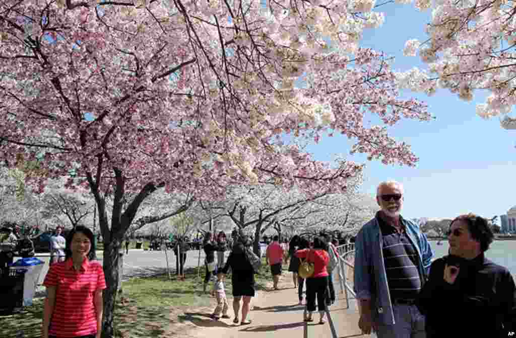 [워싱턴 D.C. 벚꽃 축제] 워싱턴의 봄