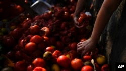 ARCHIVO - La gente recoge tomates desechados para llevárselos a casa afuera de un mercado en las afueras de Buenos Aires, Argentina, el 10 de enero de 2024.