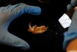 An anthropology student analyzes bird feathers that were held by the 500-year-old Incan girl mummy now stored at the National Museum of Archaeology in La Paz, Bolivia, Aug. 15, 2019.
