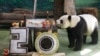 Yuanyuan, la panda gigante del zoológico de Taipéi, celebra su 20mo cumpleaños