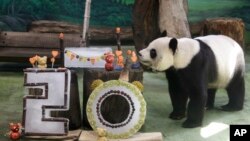 Panda Yuanyuan disfruta de su pastel de cumpleaños por su vigésimo cumpleaños en el Zoológico de Taipei en Taipei, Taiwán, el 30 de agosto de 2024. 