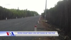 Rừng ngập mặn Cần Giờ đang bị tàn phá