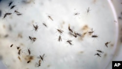 FILE - Aedes aegypti mosquitoes float in a mosquito cage at a laboratory in Cucuta, Colombia, Feb. 11, 2016.