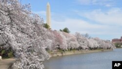 Cherry trees in bloom are see on the edge of the tidal basin in Washington