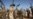 Iraq Mounts Multi-Pronged Push Against IS Jihadists Near Ramadi