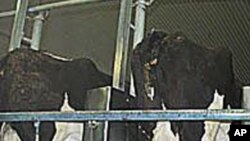 三里峡农场每天产奶16万加仑