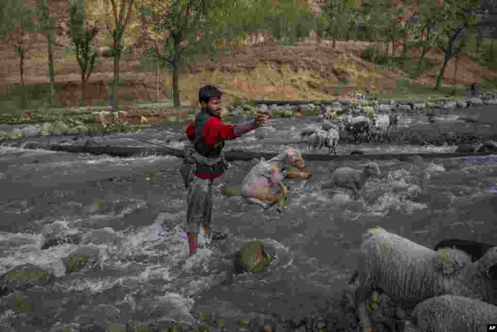 A Kashmiri shepherd tosses a lamb after rescuing it from being washed away in Harshan village 35 kilometers (22 miles) north of Srinagar, Indian-controlled Kashmir.