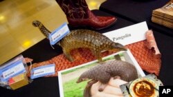 Items made from pangolins are displayed during a press preview of confiscated wildlife contraband at the State Department in Washington during the U.S.-China Strategic and Economic Dialogue, June 24, 2015.