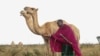 Musalia Piti, a herder, looks after his camels in Lekiji Village, Laikipia county, Kenya, on July 26, 2024. His family lost 50 cattle during a drought and decided to invest in camels.