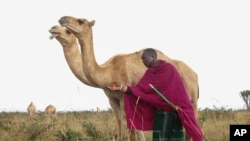 Musalia Piti, a herder, looks after his camels in Lekiji Village, Laikipia county, Kenya, on July 26, 2024. His family lost 50 cattle during a drought and decided to invest in camels.