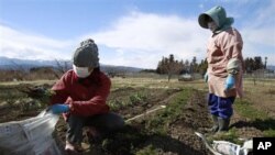 Farmer Sumiko Matsuno (l) and her friend, bag carrots on her far, as she fears no one will buy them with the current radiation fallout in Fukushima prefecture, Japan, March 24, 2011