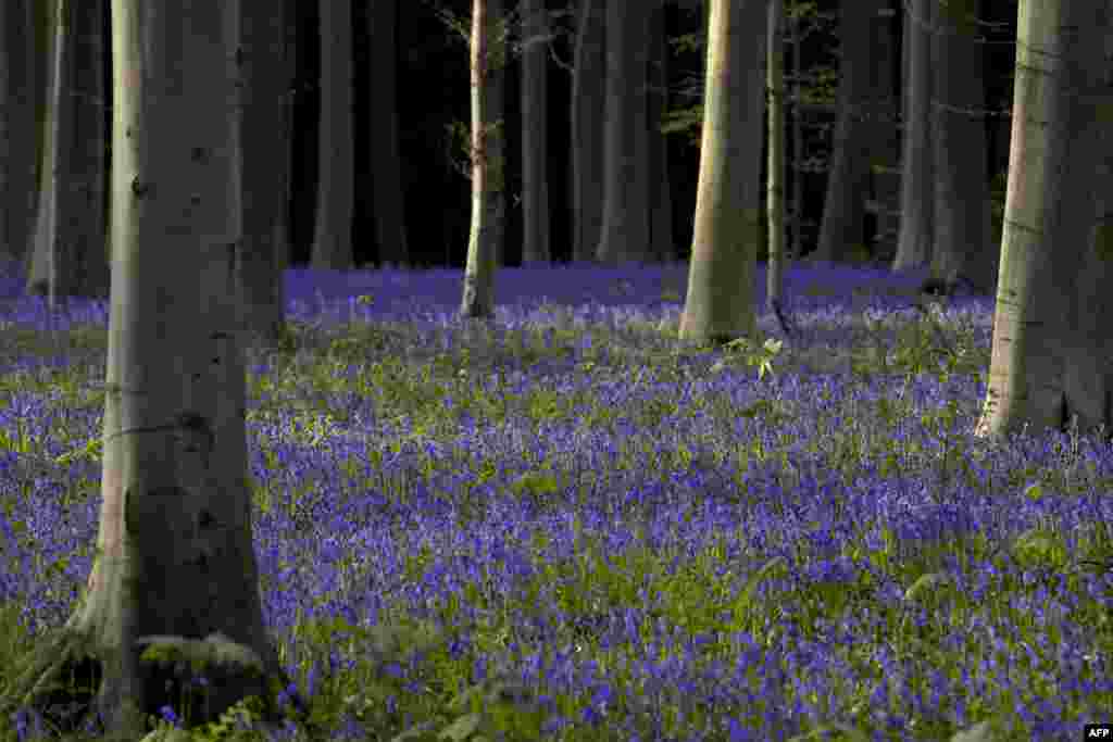 Bunga-bunga liar warna violet/biru lembayung (Bluebells) menghiasi kawasan hutan di Halle, Belgia.