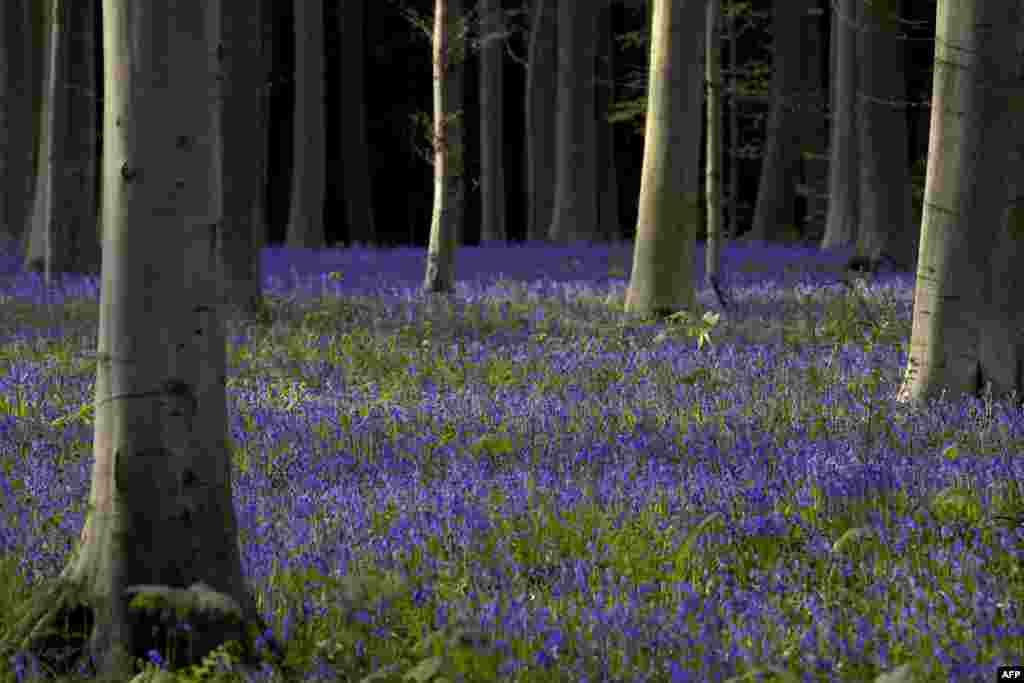 ផ្កា Bluebells ក្នុង​ព្រៃ Hallerbos ទីក្រុង​ Halle ប្រទេស​ប៊ែលហ្ស៊ិក។