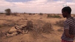 Même les chameaux meurent de faim suite à la sécheresse dans le Somaliland