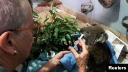 A burnt koala named Anwen, rescued from Lake Innes Nature Reserve, receives formula at the Port Macquarie Koala Hospital ICU in Port Macquarie, Australia, Nov. 7, 2019.