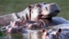 Kuda-kuda nil, yang dibawa ke Kolombia oleh mendiang gembong narkoba Pablo Escobar pada tahun 1980an, tampak mengapung di laguna di Hacienda Napoles Park di Puerto Triunfo, Kolombia (foto: dok). 