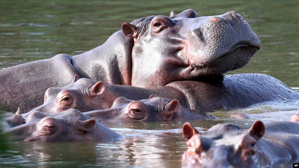 FILE - Hippos float in the lagoon at Hacienda Napoles Park, once the private estate of drug organization chief Pablo Escobar who imported three female hippos and one male years ago in Puerto Triunfo, Colombia on February 4, 2021. (AP Photo/Fernando Vergara, File)