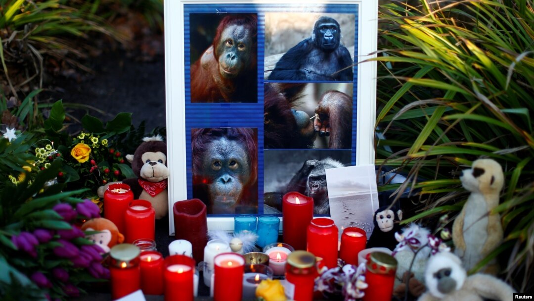 Sveće i cveće ispred zoološkog vrta u Krefeldu, u na zapadu Nemačke, gde je u novogodišnjoj noći izgoreo kavez za majmune (Foto: Reuters/Thilo Schmuelgen)
