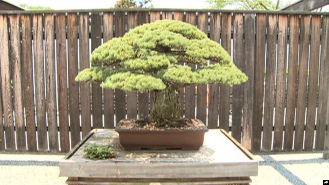Bonsai tree in U.S. National Arboretum