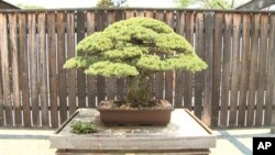 Bonsai tree in U.S. National Arboretum