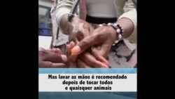 COVID-19: Factos sobre animais de estimação