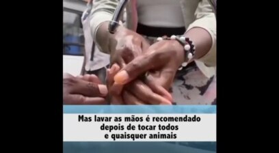 COVID-19: Factos sobre animais de estimação