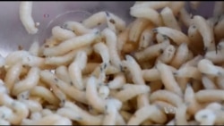 Maggots May Help in the Fight Against Superbugs