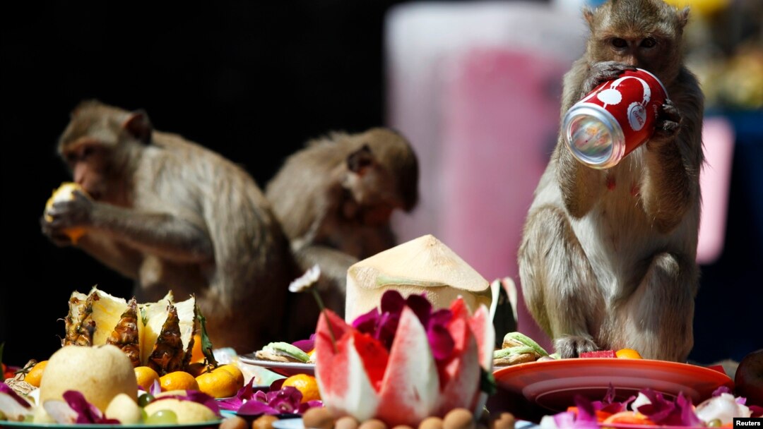 Kera ekor panjang meminum dan memakan makanan yang disajikan pada meeka dalam Festival Buffet Monyet di kuil Pra Prang Sam Yot di Lopburi, 150km Bangkok utara, 27 November 2011. (Foto: dok.)