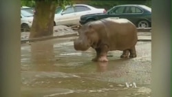 Georgia Floods