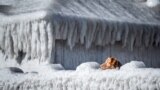 A dog looks over a house covered in ice by the coast at Faxe Bay, south of Copenhagen, Denmark.