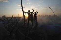 FILE - South Sudanese cattle herders stand among their animals in a field in Terekeka, in Central Equatoria state, South Sudan, April 13, 2014.